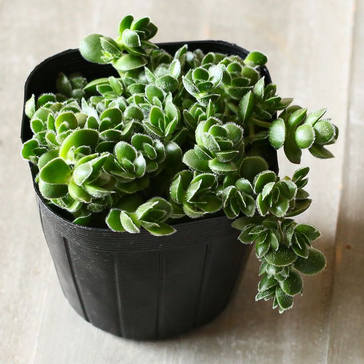 比較的、陰に耐える多肉植物。クラッスラ・デービット3号苗 | [公式]e