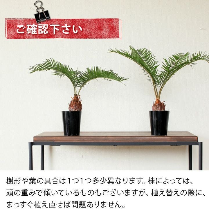 小さめだけど、男前なソテツ（蘇鉄） | [公式]e-花屋さん