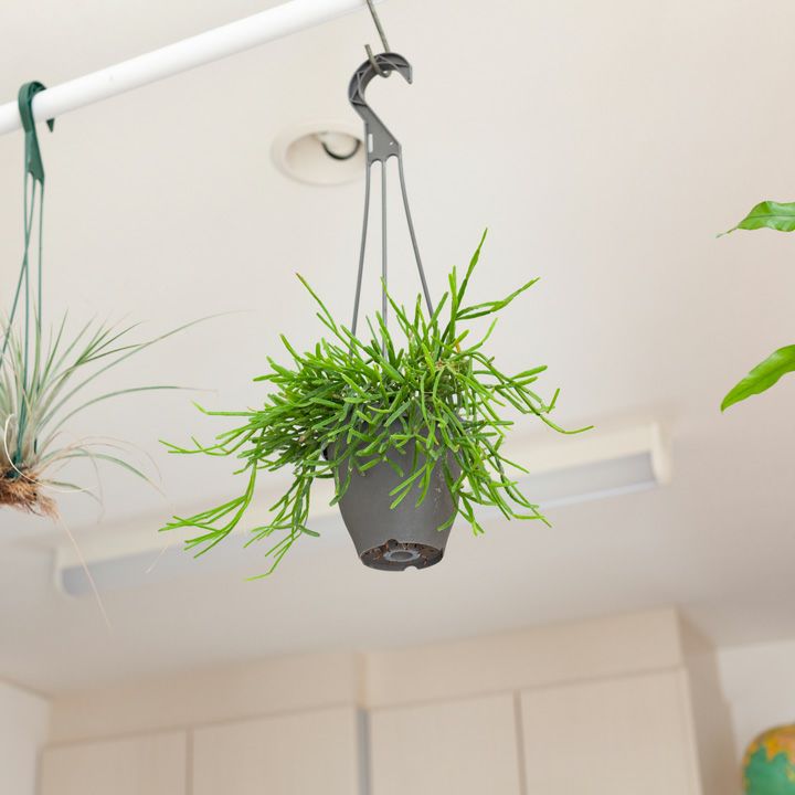 リプサリス 観葉植物プラント 高さ45cm 観葉植物】 リプサリス 『カスッサ』 吊り鉢 葦サボテン | すべての
