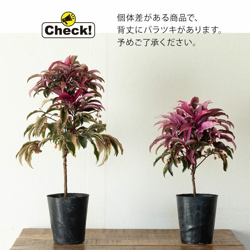 万両・紅孔雀マンリョウベニクジャク｜赤い斑入り葉が庭の差し色に