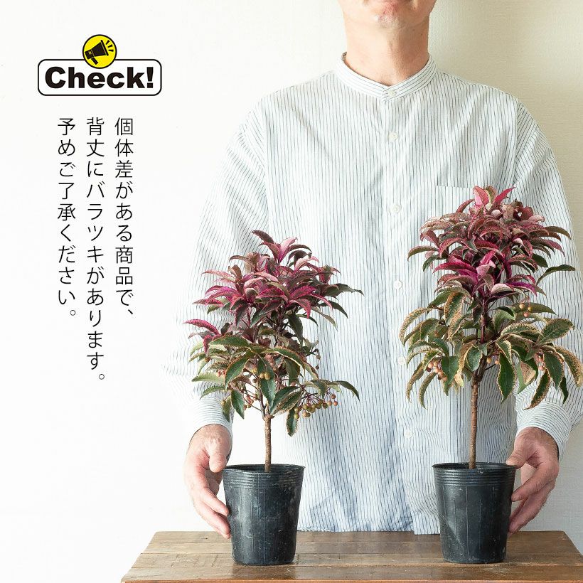 万両・紅孔雀マンリョウベニクジャク｜赤い斑入り葉が庭の差し色に