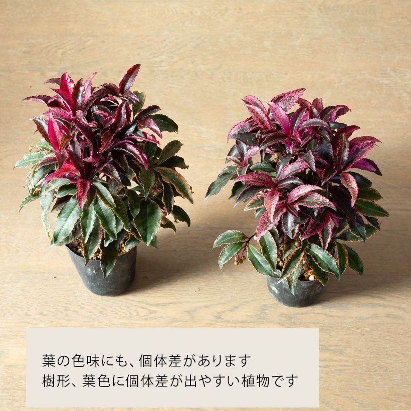 万両・紅孔雀マンリョウベニクジャク｜赤い斑入り葉が庭の差し色に