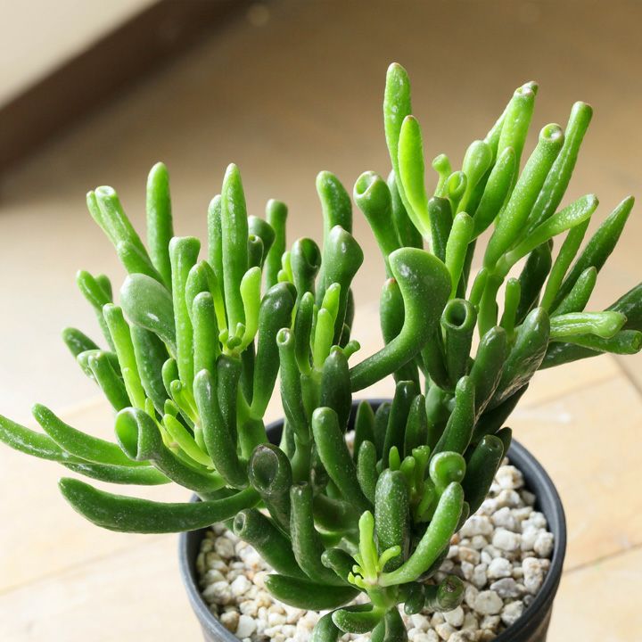 000000001278-01.jpg?size=l&w=