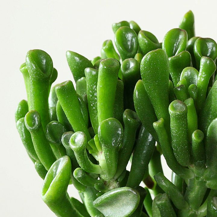 000000001278-05.jpg?size=l&w=