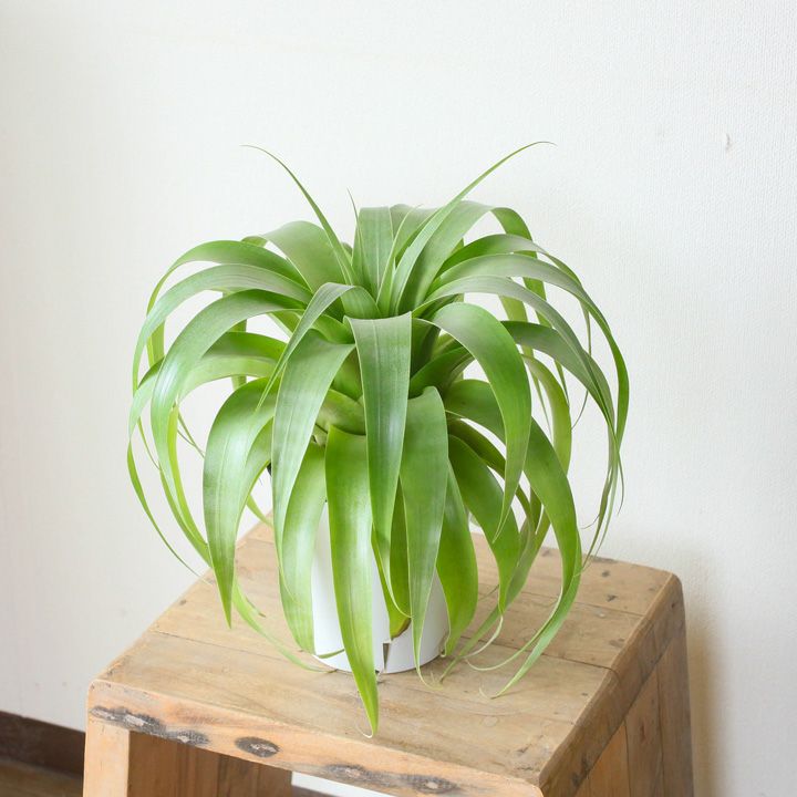 チランジア・ムーレアナ サマンサ【送料無料・同梱不可】 | [公式]e