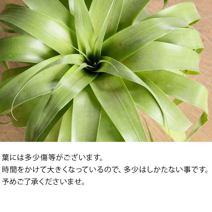 チランジア・ムーレアナ サマンサ【送料無料・同梱不可】 | [公式]e