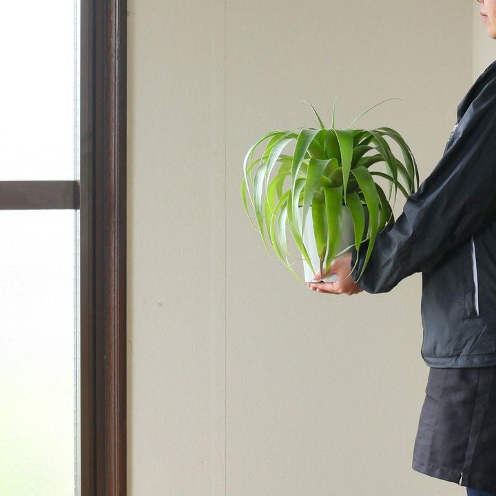 チランジア・ムーレアナ サマンサ【送料無料・同梱不可】 | [公式]e