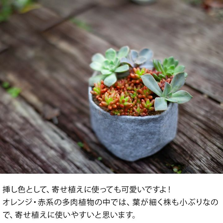虹の玉（ニジノタマ）葉挿し苗｜育て方付き！冬越し簡単セダム