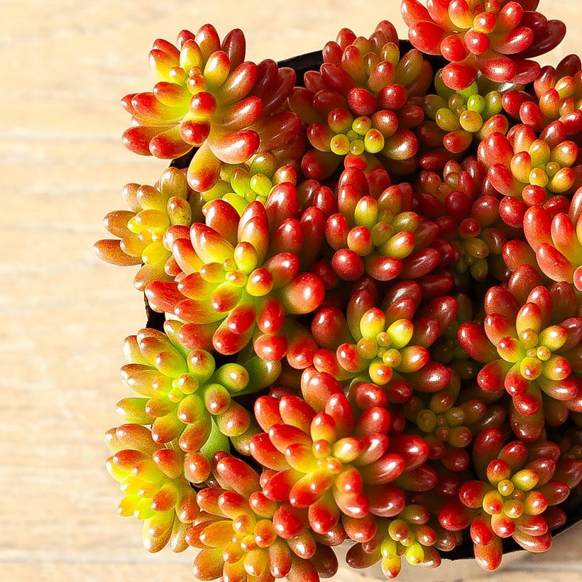 000000001286-14.jpg?size=l&w=