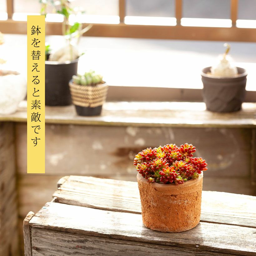 虹の玉（ニジノタマ）葉挿し苗｜育て方付き！冬越し簡単セダム