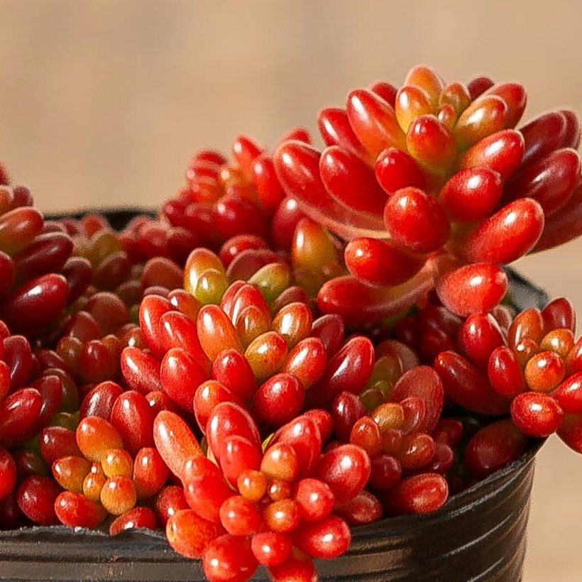 虹の玉（ニジノタマ）葉挿し苗｜育て方付き！冬越し簡単セダム