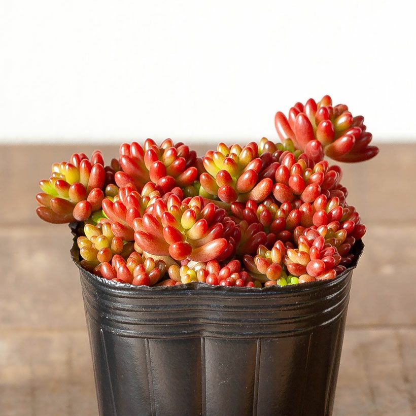 虹の玉（ニジノタマ）葉挿し苗｜育て方付き！冬越し簡単セダム