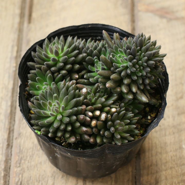 スマロ（シノクラッスラ属の多肉植物）育て方付き｜e-花屋さん