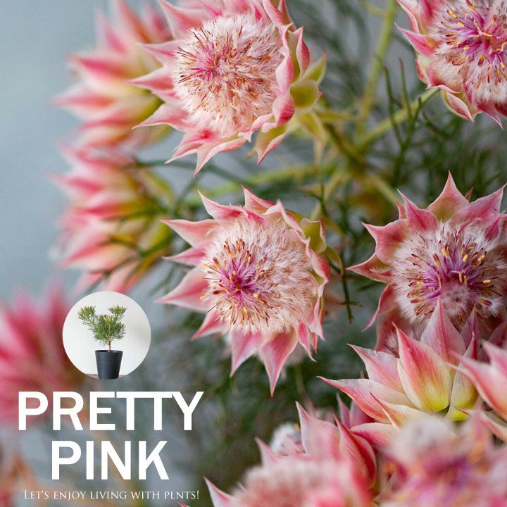 000000001298-10.jpg?size=l&w=