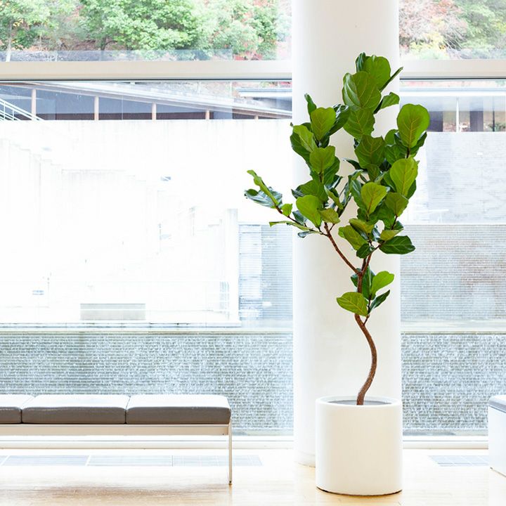 健康的なラン科植物 大鉢 大型シリンダー植木鉢（45cm）OC45※同梱不可商品です | [公式]e-花屋さん