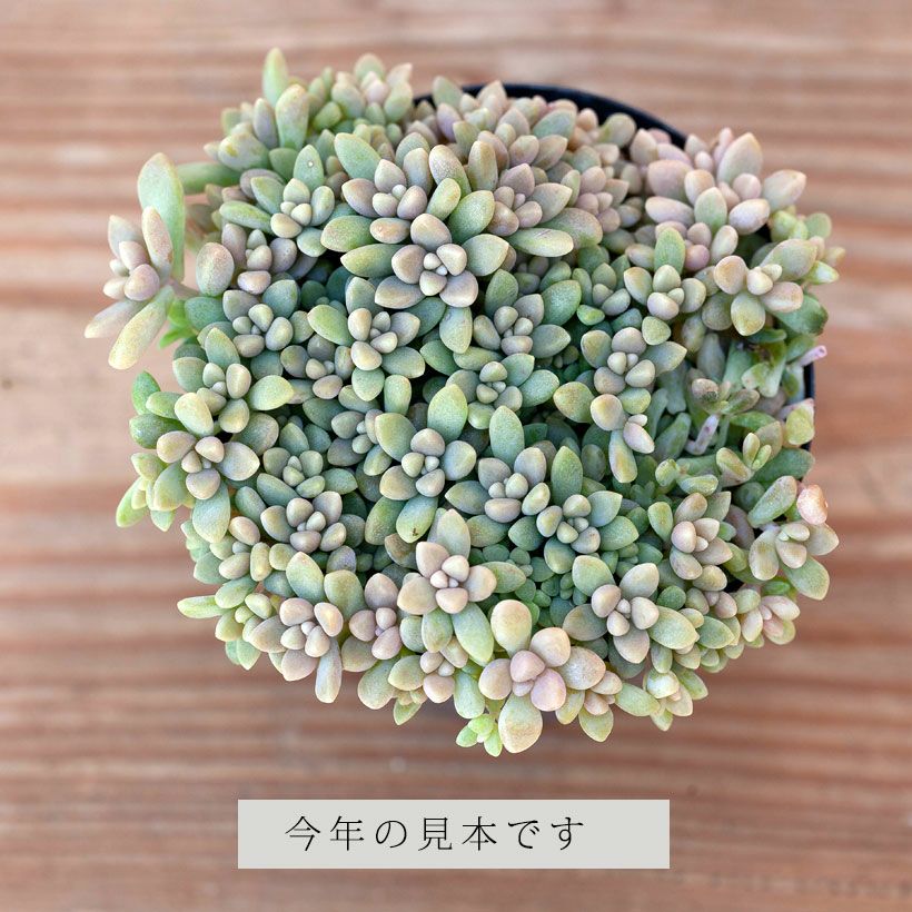 ヒメシュウレイ(多肉植物・姫秋麗) ｜e-花屋さん