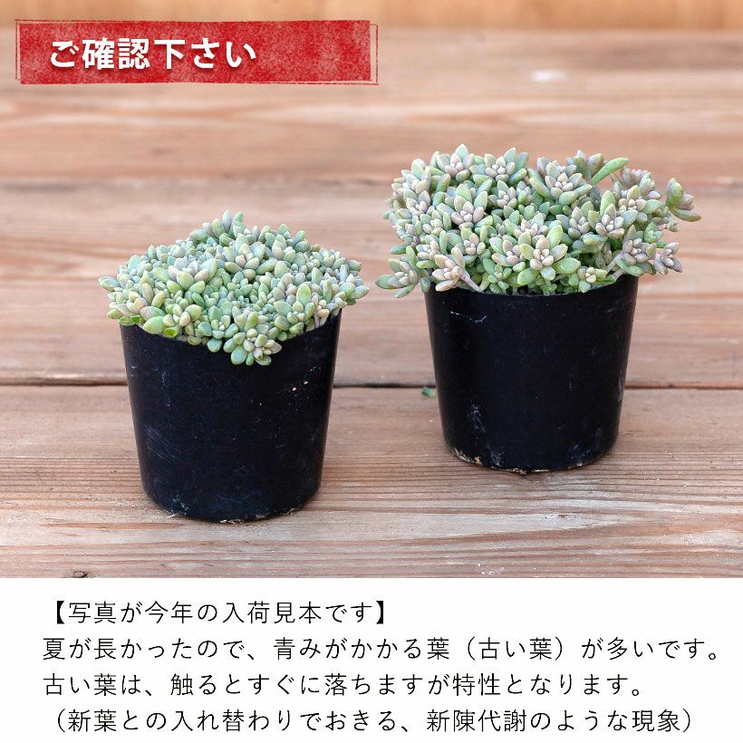 ヒメシュウレイ(多肉植物・姫秋麗) ｜e-花屋さん