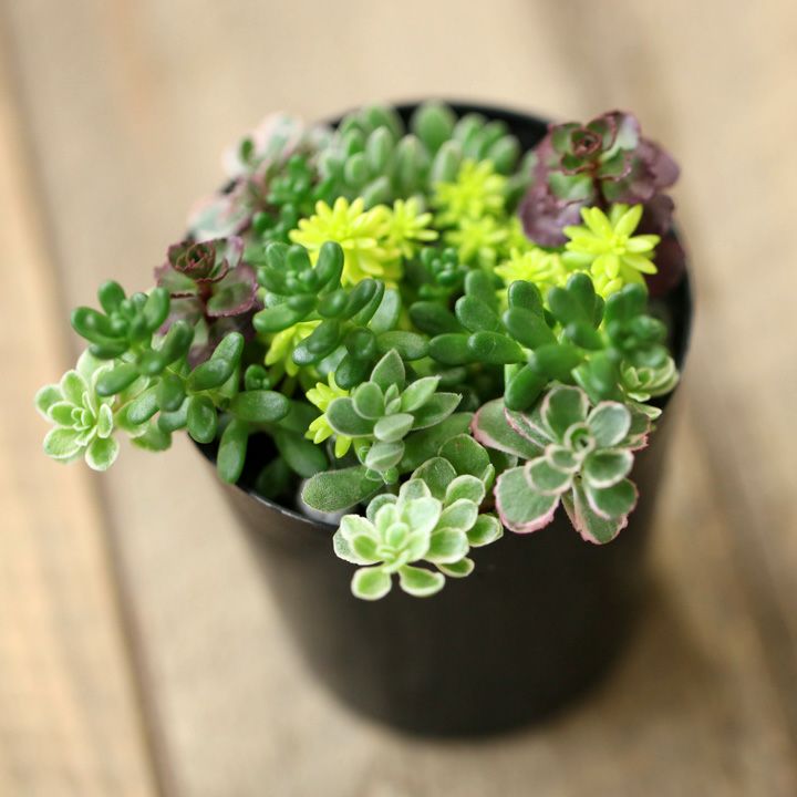 セダム寄せ植え『相性good5種』育て方付き多肉【予約】再販あり