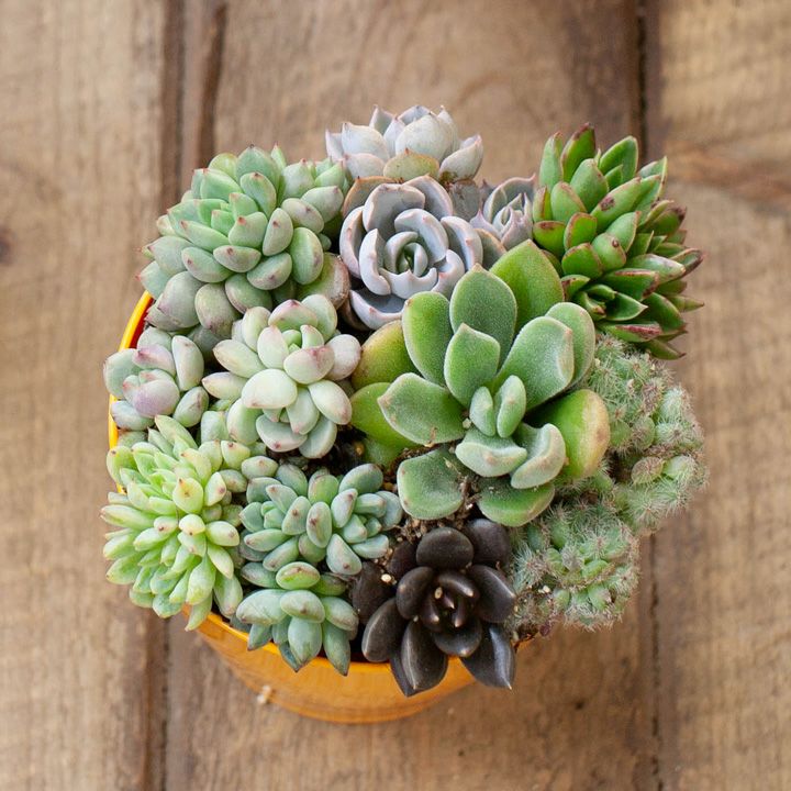 多肉植物の寄せ植え・3号ポット※カラーPOT（色お任せ）のオマケ付き