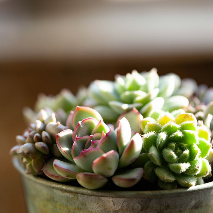 多肉植物の寄せ植え・3号ポット※カラーPOT（色お任せ）のオマケ付き