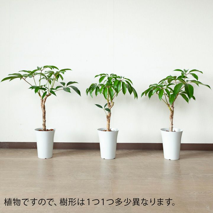 ツピタンサス ファイバー鉢 高さ：鉢底より70〜90cm程（受皿 7号鉢 楽天市場】【ツピタンサス お皿付き シェフレラ・ カポック