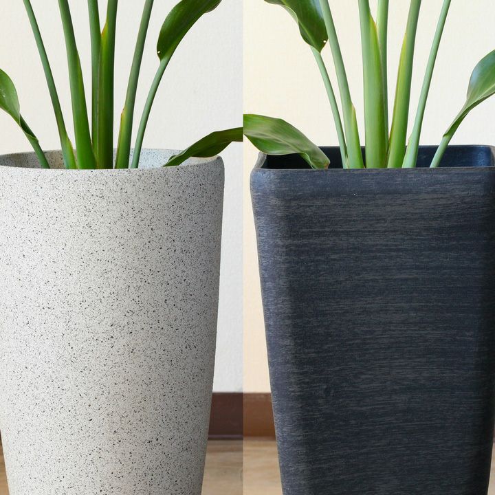 ストレリチア レギネ｜育て方付き！成長速度が遅いストレチア