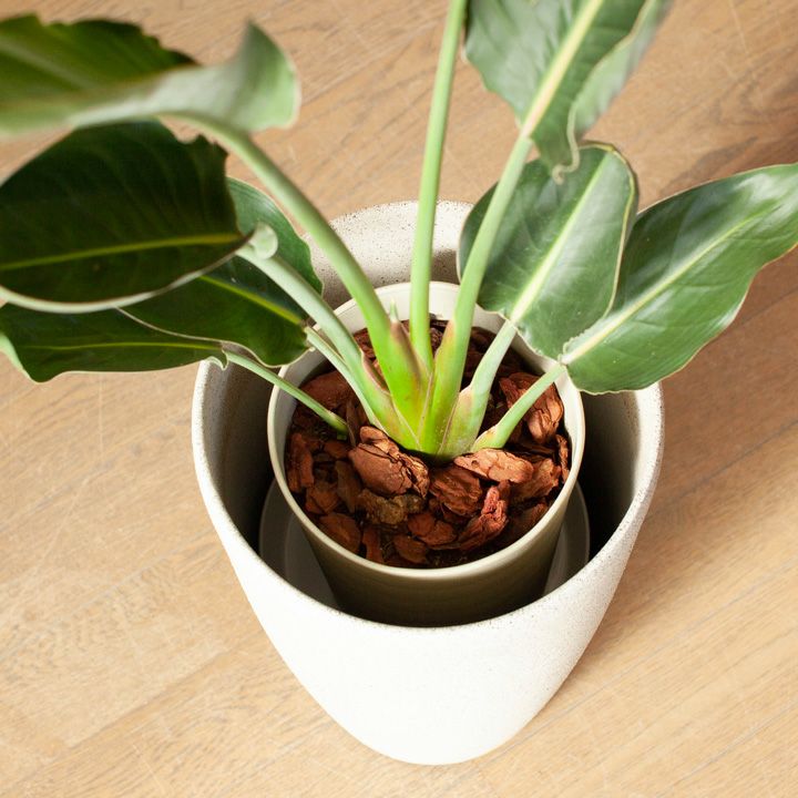 ストレリチア レギネ｜育て方付き！成長速度が遅いストレチア