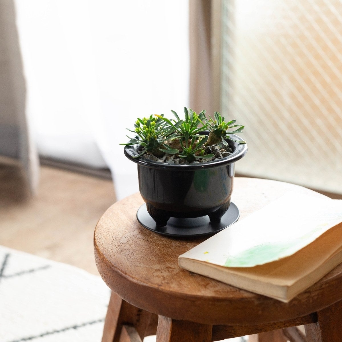 ユーフォルビア・ガビザンを窓際で飾っている画像