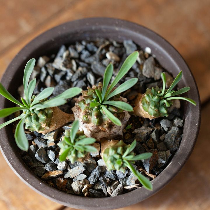 ユーフォルビア・峨眉山（育て方付き）｜初心者向けの塊根植物