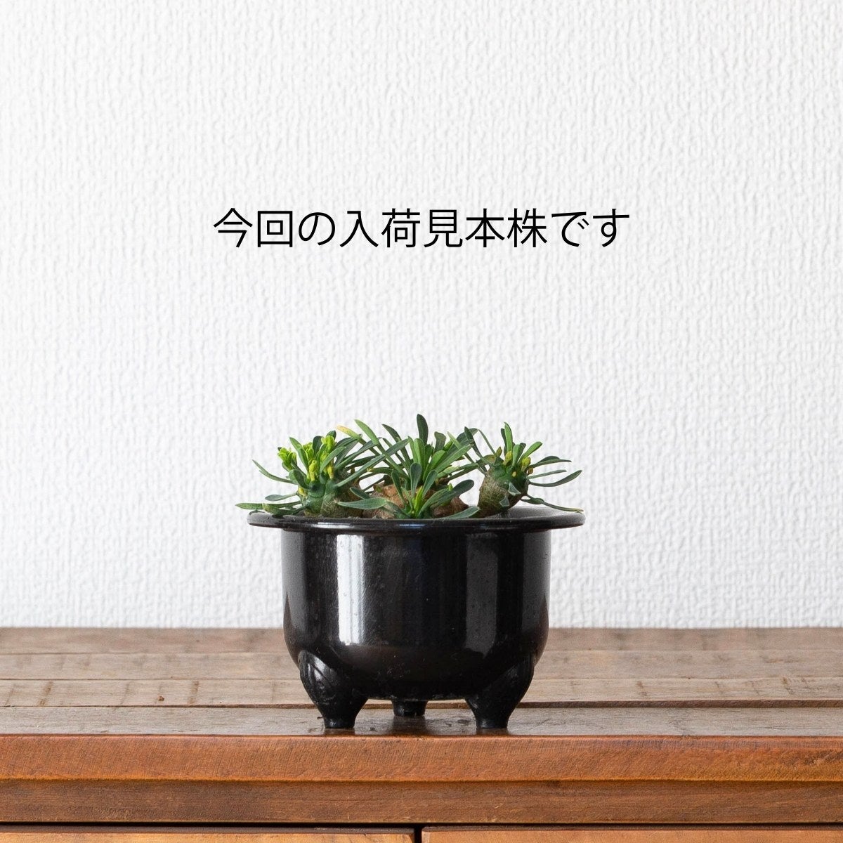 ユーフォルビア・峨眉山（育て方付き）｜初心者向けの塊根植物