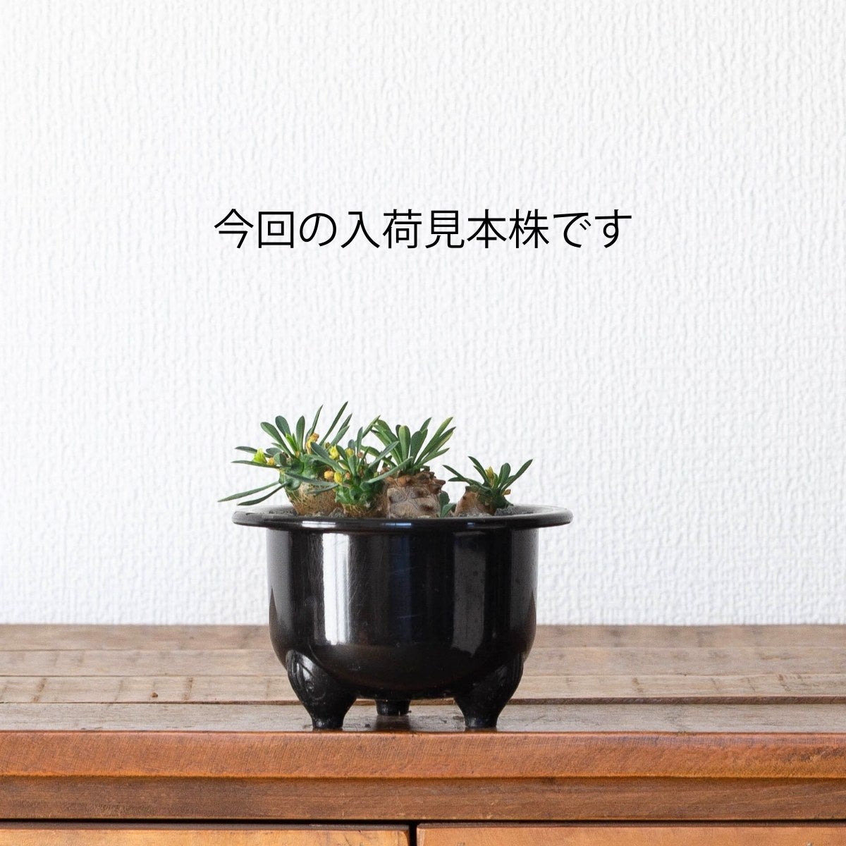 ユーフォルビア・峨眉山（育て方付き）｜初心者向けの塊根植物