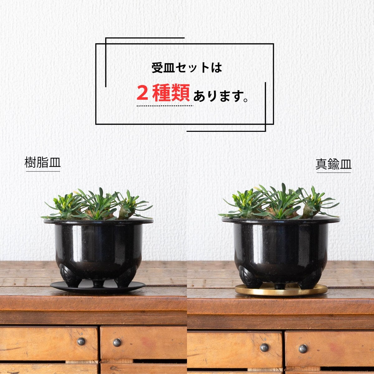 ユーフォルビア・峨眉山（育て方付き）｜初心者向けの塊根植物