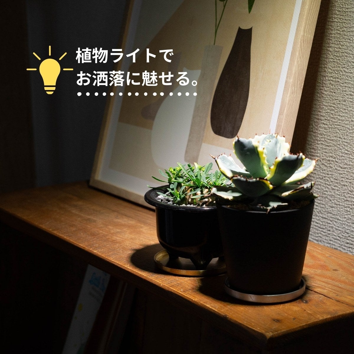 ユーフォルビア・峨眉山（育て方付き）｜初心者向けの塊根植物