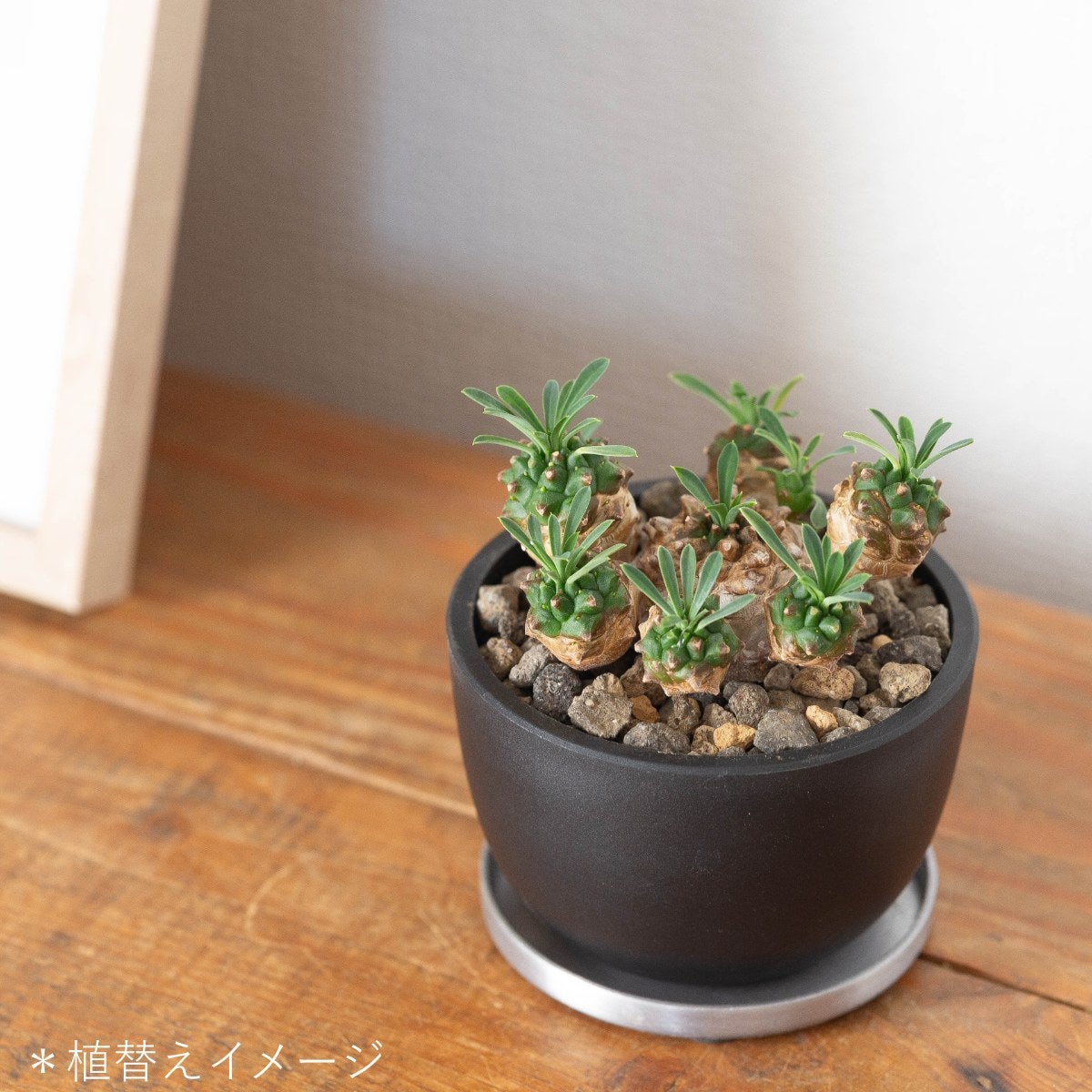 ユーフォルビア・峨眉山（育て方付き）｜初心者向けの塊根植物