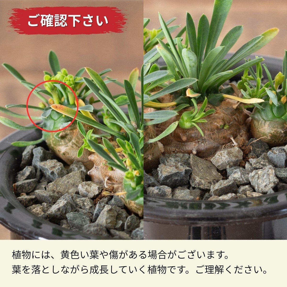 ユーフォルビア・峨眉山（育て方付き）｜初心者向けの塊根植物