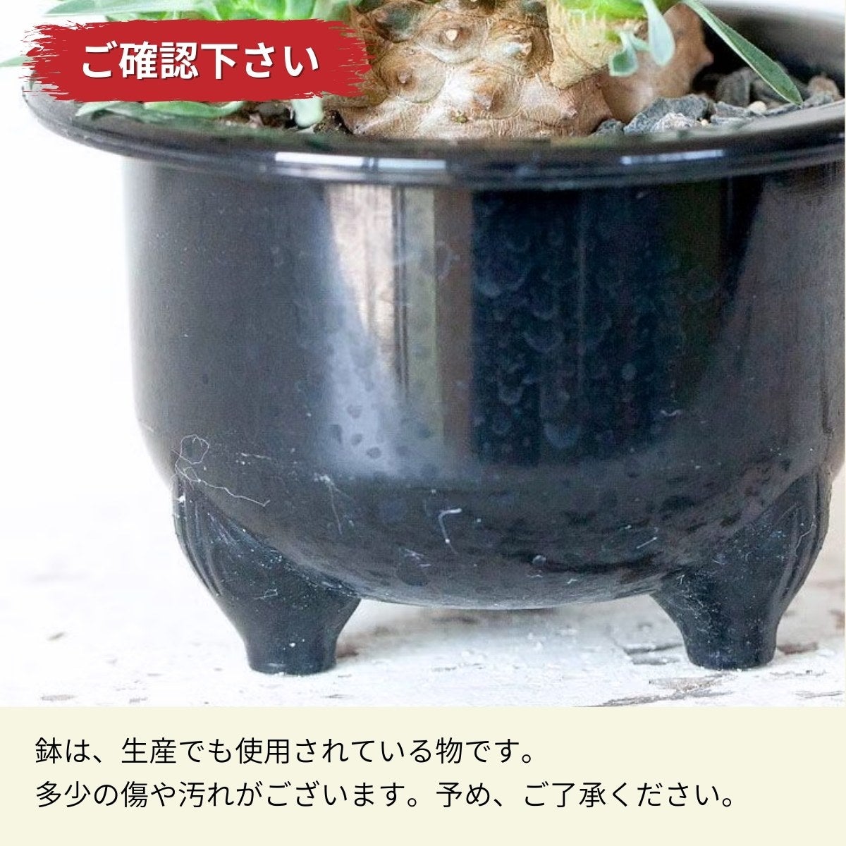 ユーフォルビア・峨眉山（育て方付き）｜初心者向けの塊根植物