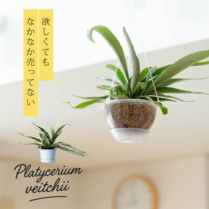 000000001336-01.jpg?size=l&w=