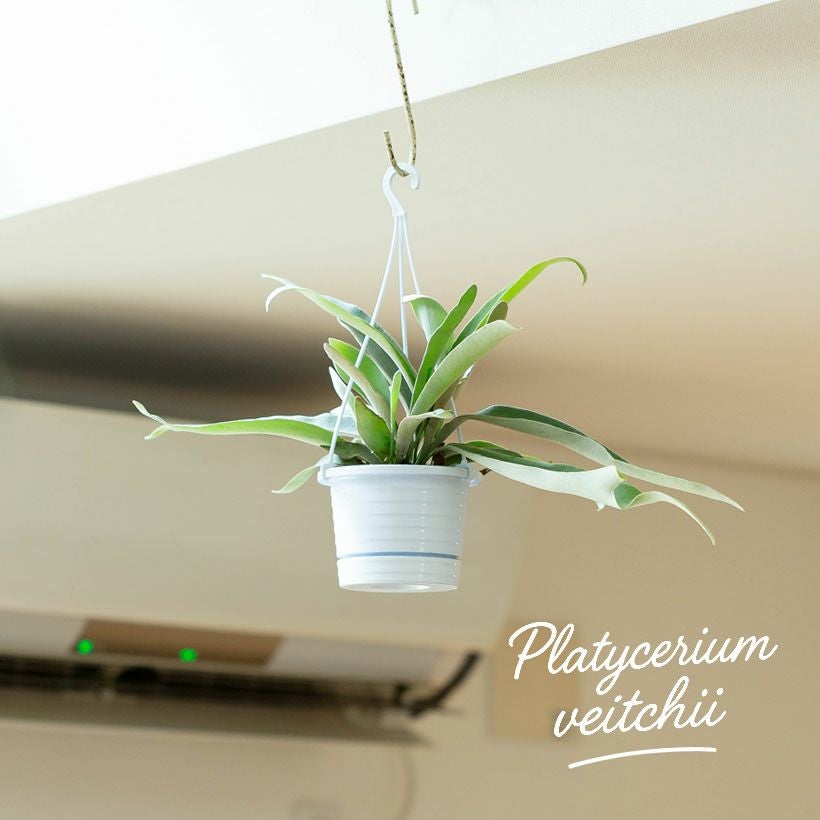 コウモリランヴィーチー（ビーチー）青白い胞子葉が特徴人気種