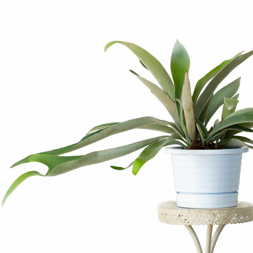 コウモリランヴィーチー（ビーチー）青白い胞子葉が特徴人気種