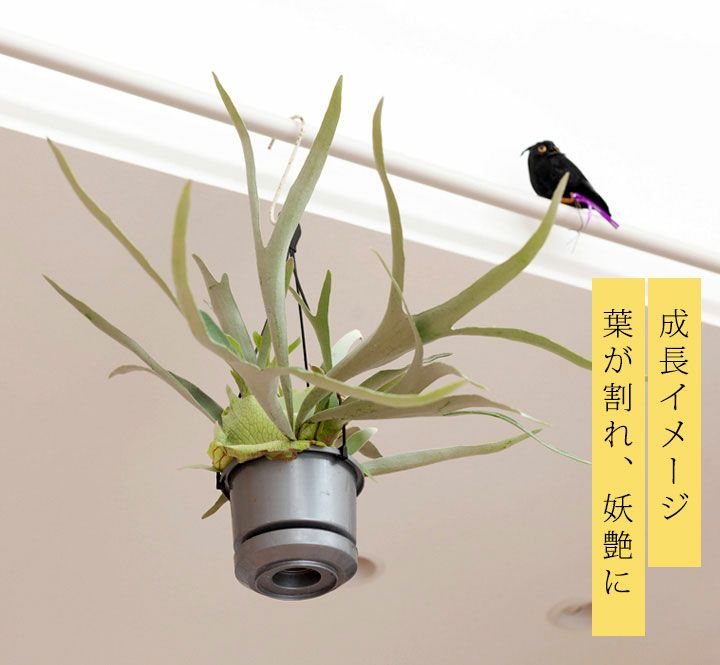 コウモリランヴィーチー（ビーチー）青白い胞子葉が特徴人気種