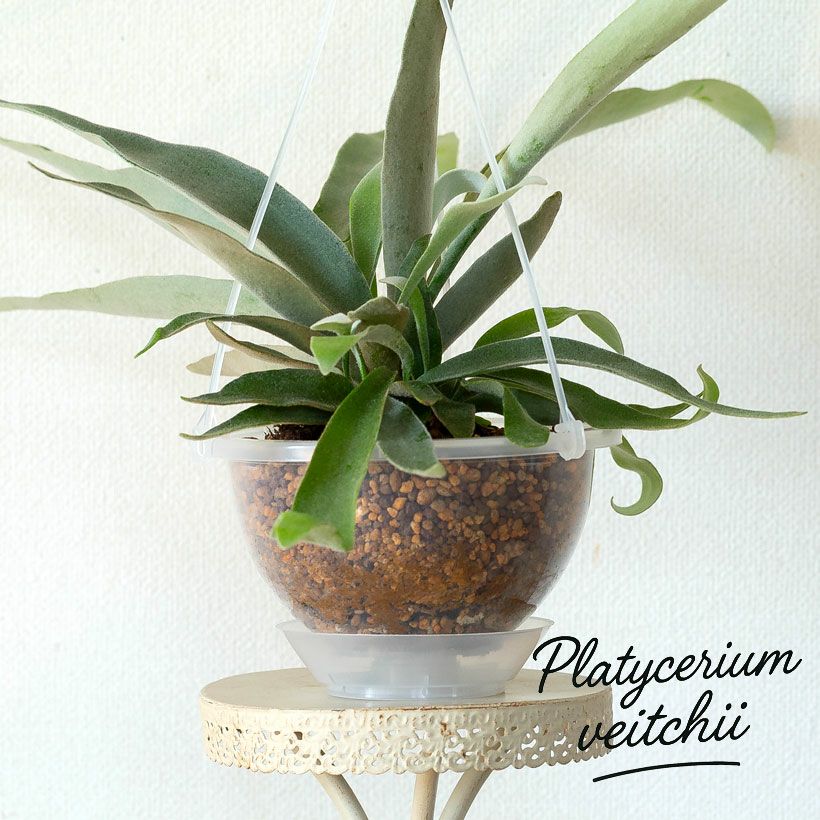 コウモリランヴィーチー（ビーチー）青白い胞子葉が特徴人気種