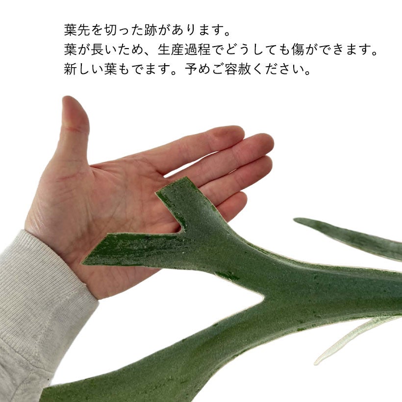 コウモリランヴィーチー（ビーチー）青白い胞子葉が特徴人気種