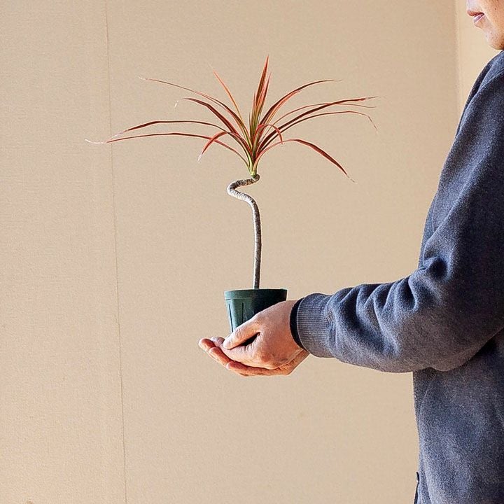 人気❗️ドラセナ ナビー 龍 曲がり　お祝い　 プレゼント　観葉植物　コンシンネ 人気❗️ドラセナ ナビー 龍 曲がり お祝い プレゼント 観葉植物