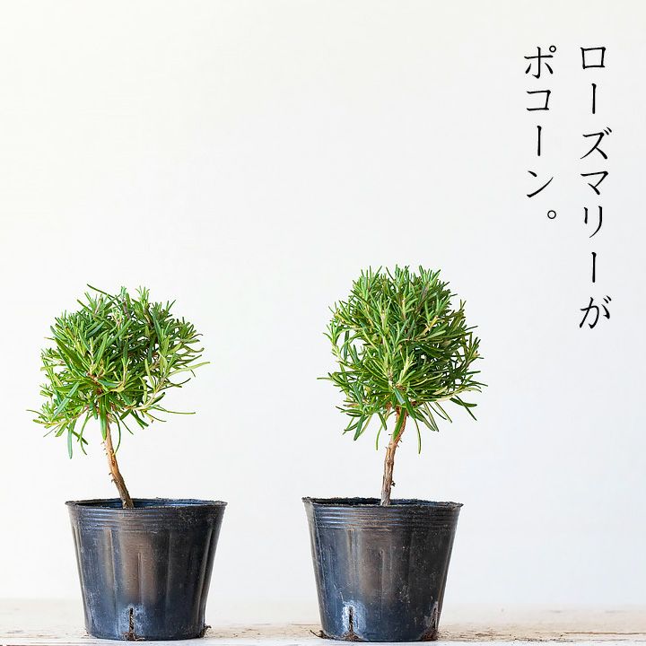ローズマリー「スタンド仕立て」玉形の可愛い樹形