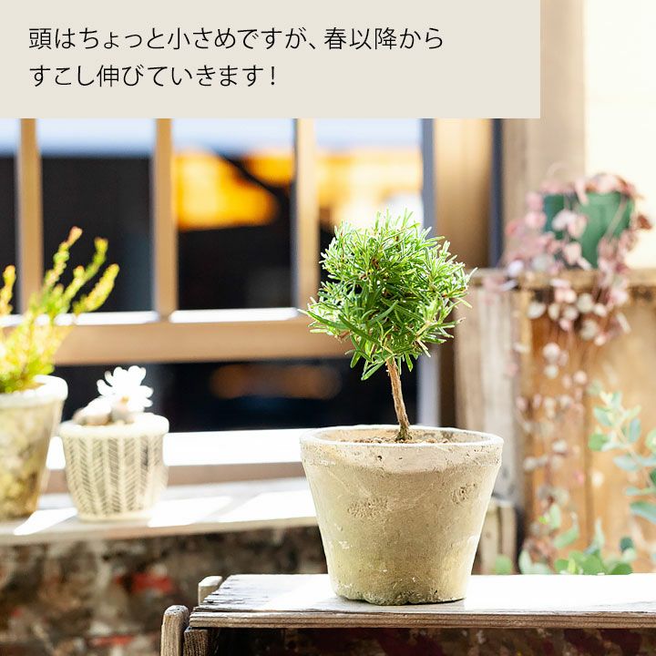 ローズマリー「スタンド仕立て」玉形の可愛い樹形