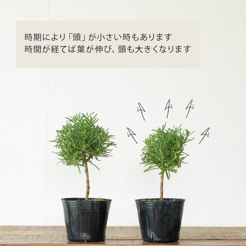 ローズマリー「スタンド仕立て」玉形の可愛い樹形