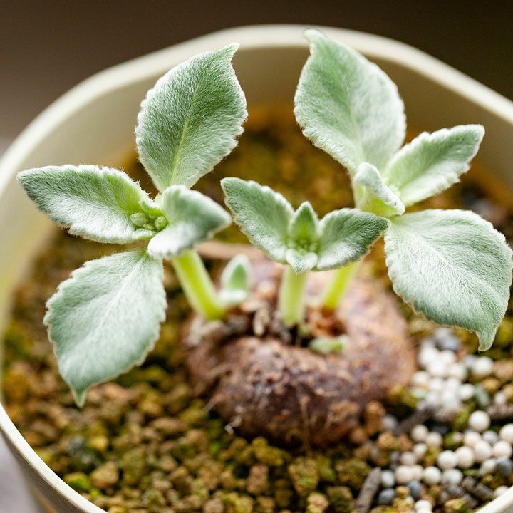 000000001351-01.jpg?size=l&w=