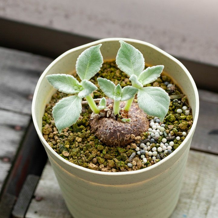 000000001351-04.jpg?size=l&w=