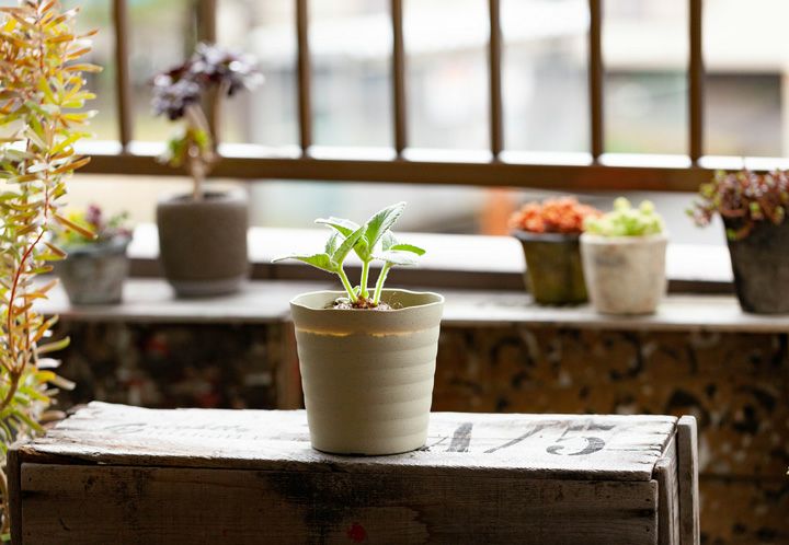 断崖の女王シンニンギア。強さを増した、ハイブリッド（レウコトリカ