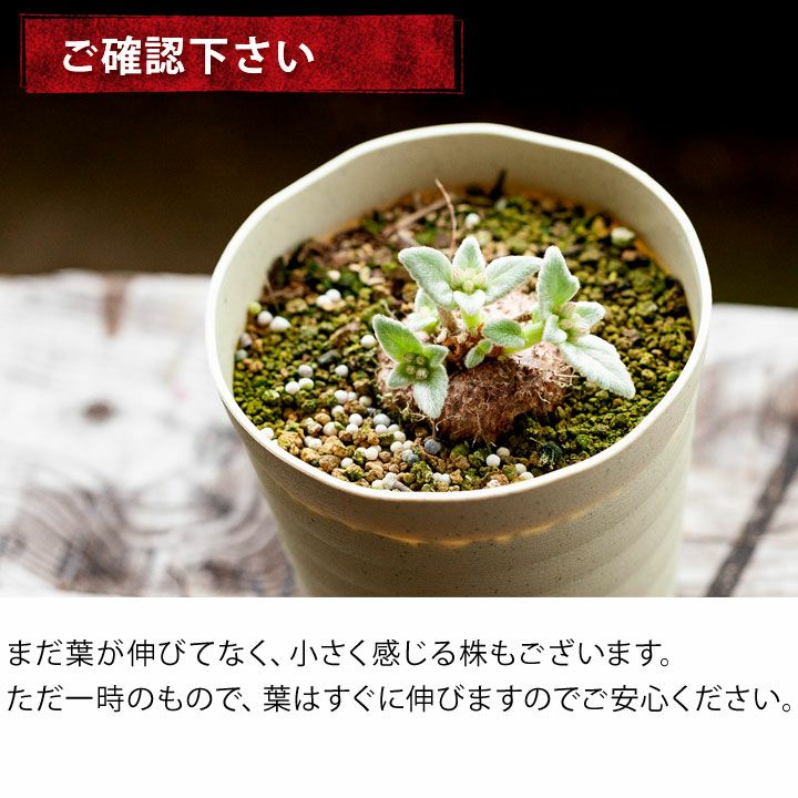 断崖の女王シンニンギア。強さを増した、ハイブリッド（レウコトリカ